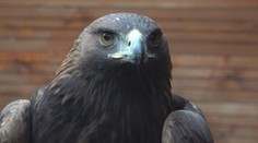 Váži pár kilogramov, no má silu dospelého muža. Orol v Nórsku zaútočil na ľudí, bránili pred ním batoľa