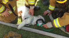 Hasičom sa podarilo oživiť malého psíka po tom, čo ho vytiahli z horiaceho domu