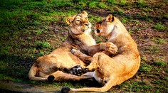 V pražskej zoo sa koronavírusom nakazili dva levy a gorila