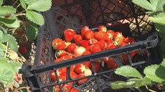 Jahôd majú na Zemplíne tento rok požehnane. Ľudí však od samozberu odrádza počasie