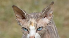 Kúpila si bezsrstú mačku za stovky eur, tej však začala rásť srsť. Vysvetlenie šokuje