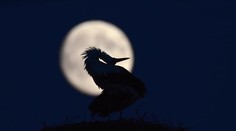 To je nádhera. Fotografie Supermesiaca od vás