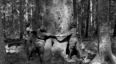 Ako dopadla obrovská jedľa, ktorú Slovensku závidela celá Európa?