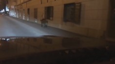 Ako sa dostal diviak do centra Bratislavy je záhadou. Poľovníci majú dve teórie