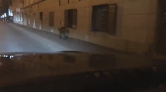 Ako sa dostal diviak do centra Bratislavy je záhadou. Poľovníci majú dve teórie