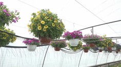 Blížiace sa mrazy môžu urobiť škrt záhradkárom. Máme pre vás lacné tipy, ako rastliny zachrániť