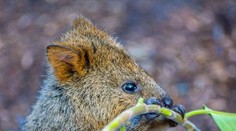 Top 10 najroztomilejších zvierat sveta. Číslo 6 vás zaručene prekvapí