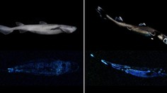 Prenikavý objav vedcov. Našli žraloky, ktoré v tme žiaria