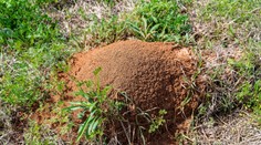 Do Európy prenikol jeden z najdeštruktívnejších inváznych druhov. Konajme, kým nebude neskoro, apelujú vedci