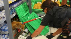 Panika v Plzni. Líška sa vybrala na nákup a schovala sa v regáli