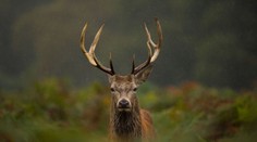 Polícia odvolala pátranie po ozbrojenom jeleňovi. Puška, ktorú ukradol poľovníkovi, sa našla