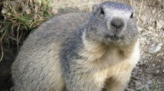 V Mengusovskej doline našli mŕtveho svišťa, podľa ochranárov je to ojedinelé