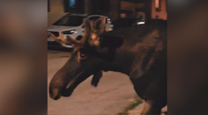 Rakúske úrady po ďalšom incidente nariadili uspanie losa Emila, vyložili ho pri hraniciach s Českom