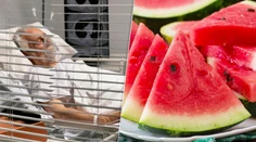 Melón môže niektorých ľudí poslať do nemocnice. Lekári sa s tým stretávajú každé leto