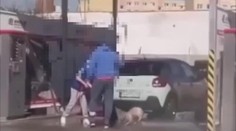 Psíka sa rozhodli umyť v autoumyvárke v Prievidzi. Reakcia zverolekára je jednoznačná