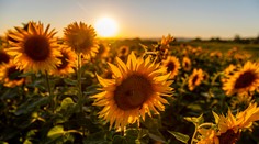 Rusko je najväčším producentom slnečnicového oleja. Od piatka zakáže vývoz semien z krajiny