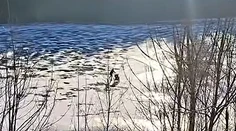 VIDEO: Zábery, ktoré vyrážajú dych: Matka sa s kočíkom korčuľovala po slabom ľade