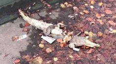 VIDEO: Hrozivý pohľad. Blízko nemocnice našli krokodíla na dve časti