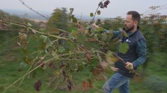 Choroba, ktorá ničí vinohrady. Zlaté žltnutie už zasiahlo osem okresov, vinári hovoria o katastrofe