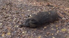 Desať mŕtvych diviakov pri Drietomej. Zabil ich netvor