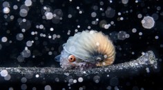 FOTOGALÉRIA: Ohurujú krásou aj nútia človeka sa zamyslieť. Ocenili najpozoruhodnejšie snímky z oceánov