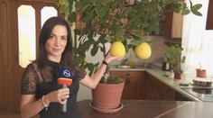 Slovák vypestoval "mega" citróny. Pozrite, ako sa mu to podarilo