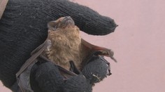 Pred mrazom zachránili stovky netopierov. Udomácnili sa za bannerom