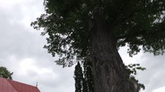 Boj o 300-ročné lipy v obci pod Tatrami. Sú duté a majú ich spíliť, obyvatelia to však chcú ešte zvrátiť