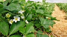 Ďalšie prekvapenie na poli. Teplé počasie pomýlilo aj jahody, o pár dní by už mali začať kvitnúť