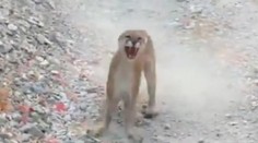 VIDEO: Muž počas turistiky zažil hotové peklo. V pätách mu bola vytrvalá puma