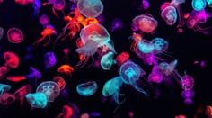 Obľúbená destinácia Slovákov má problém. Trápia ju húfy medúz