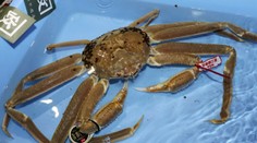 Obrovského kraba vydražili za rekordnú sumu. To bude ale drahá večera