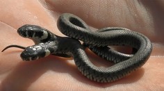 Dôchodca z Chorvátska mal obrovské šťastie. Pozrite sa, čo našiel na záhrade