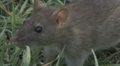 V Košiciach sa premnožili potkany. Radnica totiž nederatizovala miesta, kde sa združujú