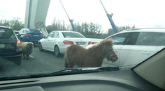 Šoféri sa nestačili čudovať. Na moste Apollo sa naháňali poník a ovca