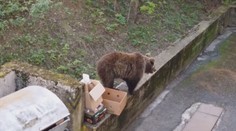 Vláda chce lov medveďa ukotviť v ústave. Ak sa šelma premnoží, príde plošný odstrel