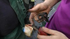 Zázrak! Dodávka zhorela do tla, peniaze na pivo prežili