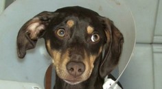 Ružomberčan, ktorý vyhodil psa z tretieho poschodia, sa dozvedel trest