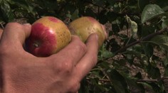 Až teraz vidia ovocinári, čo spôsobil jarný mráz. Drobní predajcovia asi zvýšia ceny