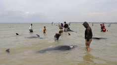 Smutný pohľad na ďalšie hromadné uhynutie delfínov. Prežilo iba zopár jedincov