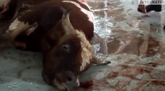 Zábery, z ktorých je do plaču. Kruté zaobchádzanie sa týka aj vyvážaných slovenských kráv