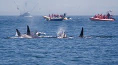 VIDEO: Posádka lode, ktorú napadol húf 30 kosatiek, prežila dve hodiny hrôzy