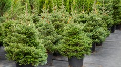 Živý vianočný stromček v kvetináči je ekologickejší ako umelý, hlási Greenpeace