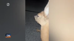 Sú stíhaní za pytliactvo a výtržníctvo