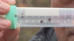 Náš najväčší kliešť je stále aktívny. Odborníci ho našli aj na miestach, kde sa nikdy nevyskytoval