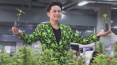 Marihuanu môžu doma pestovať, nie však fajčiť. Thajsko uvoľnilo zákony a rozposlalo semiačka obyvateľom