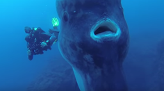 Iní by zrejme pustili do gatí. Potápači sa ocitli zoči-voči obrovi