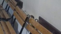 Lučenecká nemocnica má nechcenú reklamu. Fotka potkana na urgente vyvolala búrlivé reakcie