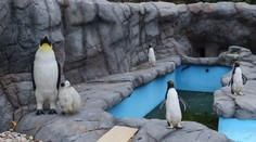 Prečo sa nehýbu? Nová exotická atrakcia britskej zoo pôsobí ako zlý vtip