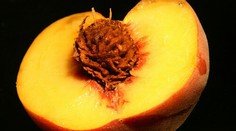 Nektarinky a broskyne horeli pre sankcie EÚ proti Rusku